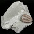 Flexicalymene Trilobite from Ohio - D #5908-2